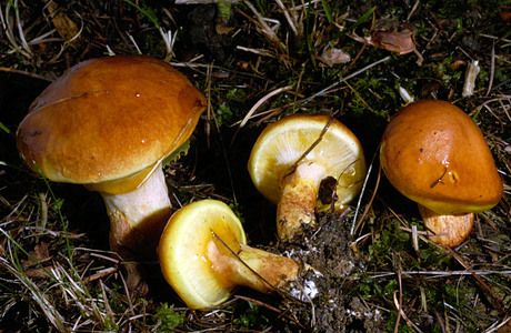 Goldröhrling (Suillus grevillei) - © Heinz Prelicz Goldröhrling (Suillus grevillei) - © Heinz Prelicz